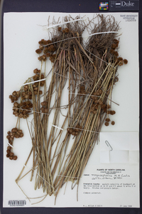 Juncus megacephalus image