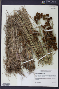 Juncus megacephalus image