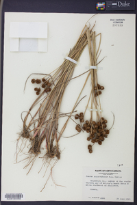 Juncus megacephalus image