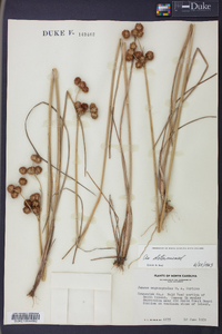 Juncus megacephalus image