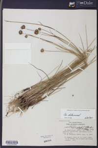 Juncus megacephalus image