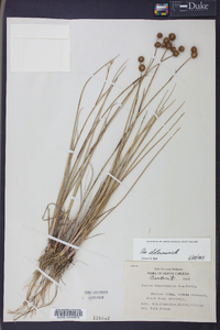 Juncus megacephalus image