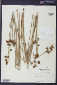 Juncus megacephalus image