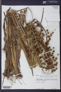 Juncus megacephalus image