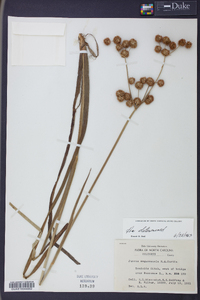 Juncus megacephalus image