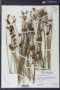 Juncus megacephalus image