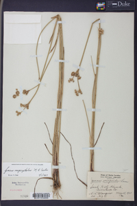 Juncus megacephalus image