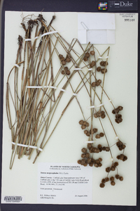 Juncus megacephalus image