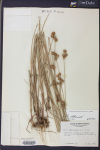 Juncus megacephalus image