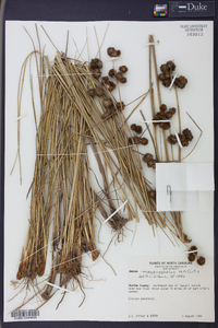 Juncus megacephalus image