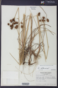 Juncus megacephalus image