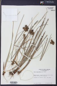 Juncus megacephalus image