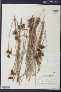 Juncus megacephalus image