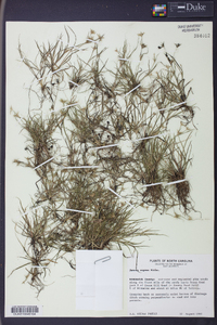 Juncus repens image