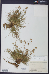 Juncus repens image