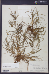 Juncus repens image