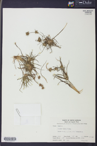 Juncus repens image