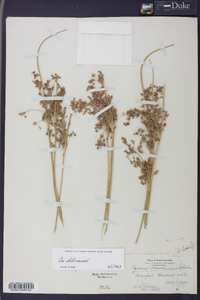 Juncus roemerianus image