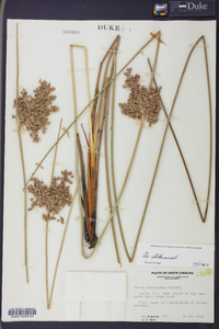 Juncus roemerianus image