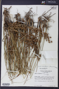 Juncus scirpoides image