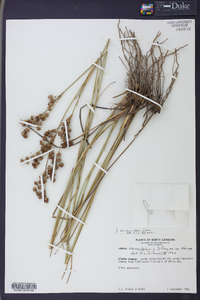 Juncus scirpoides image