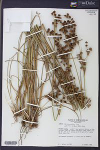 Juncus scirpoides image