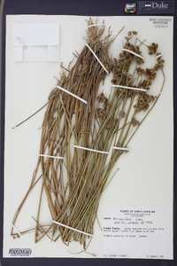 Juncus scirpoides image