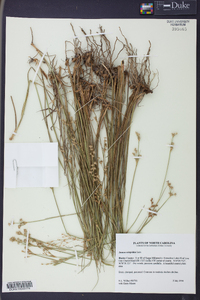 Juncus scirpoides image