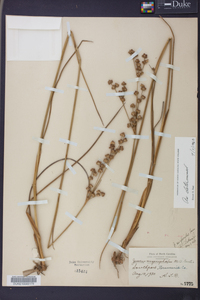 Juncus scirpoides image