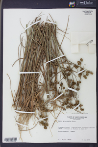 Juncus scirpoides image