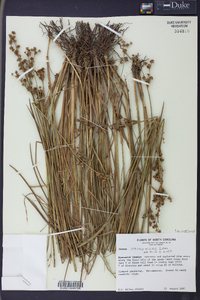 Juncus scirpoides image