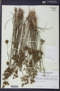 Juncus scirpoides image