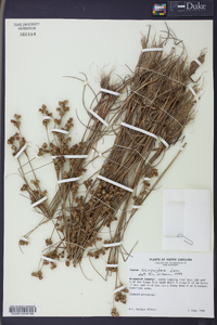 Juncus scirpoides image