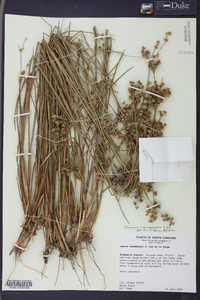 Juncus scirpoides image