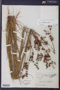 Juncus scirpoides image