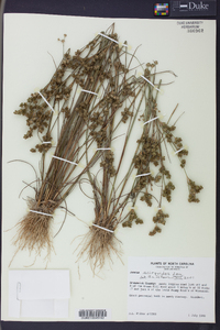 Juncus scirpoides image