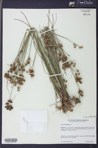 Juncus scirpoides image