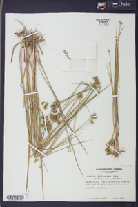 Juncus scirpoides image