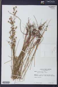 Juncus scirpoides image