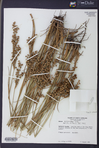 Juncus scirpoides image