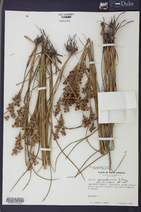 Juncus scirpoides image