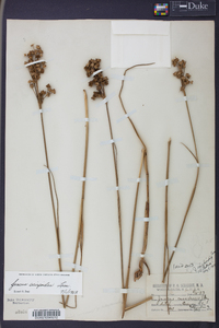 Juncus scirpoides image