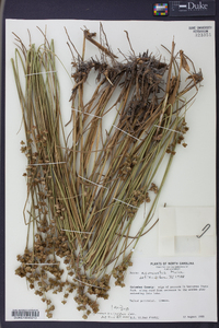 Juncus scirpoides image