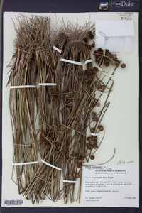 Juncus scirpoides image