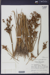 Juncus scirpoides image