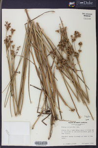 Juncus scirpoides image