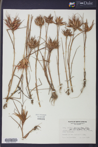 Juncus scirpoides image