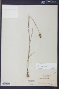 Juncus scirpoides image