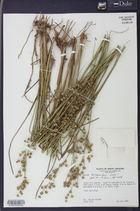 Juncus scirpoides image