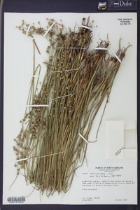 Juncus scirpoides image